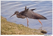 Spotted-Redshank-2